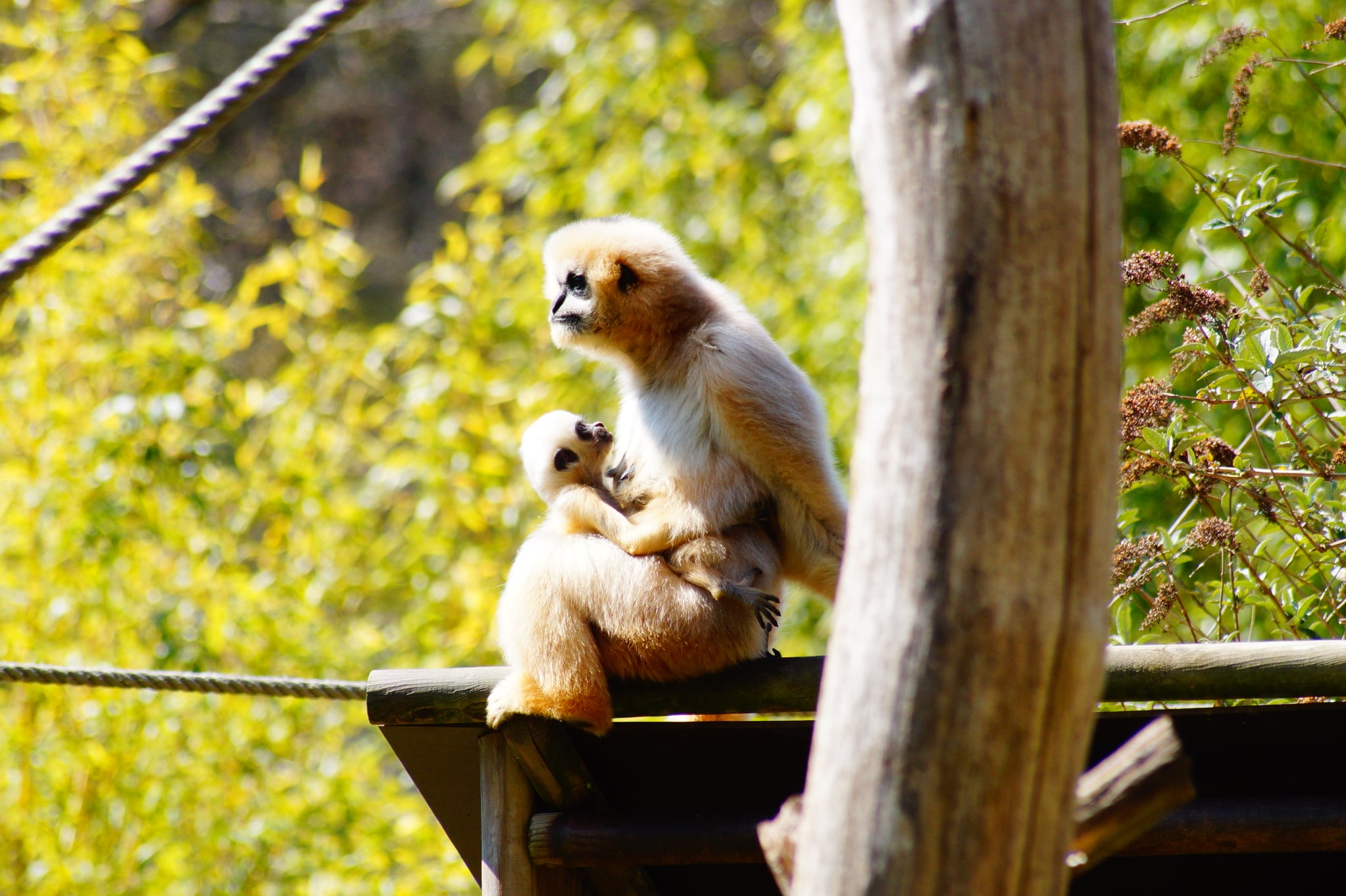 Gibbons