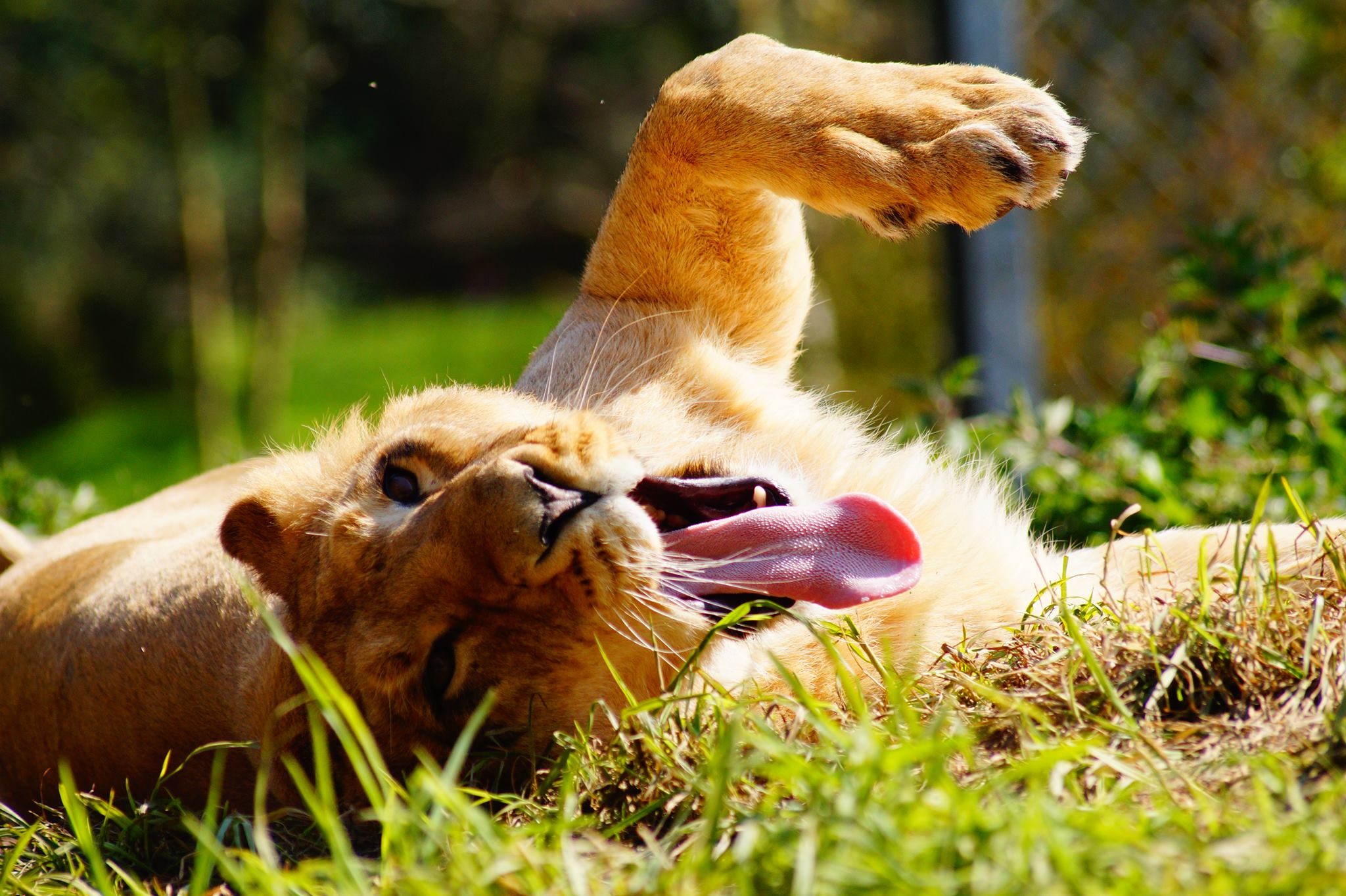 Lionne