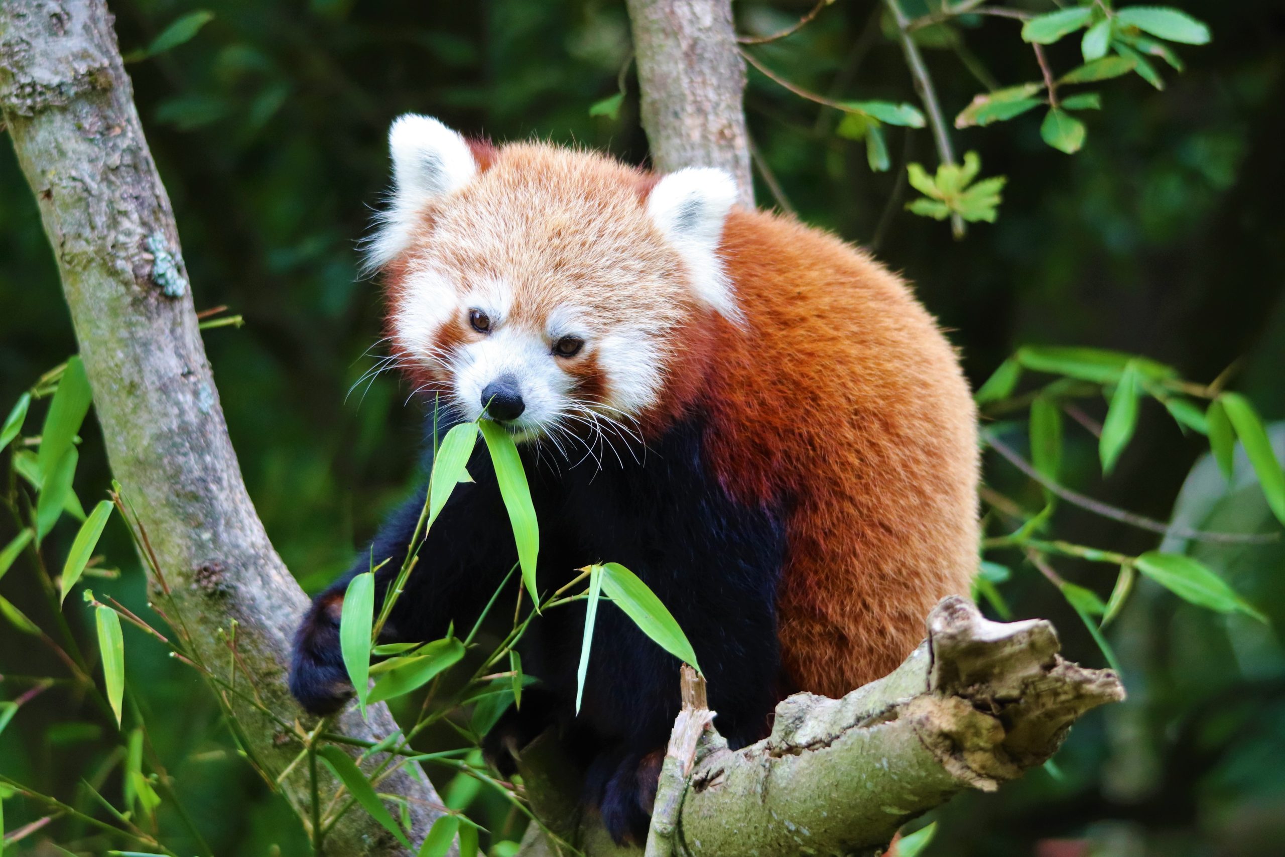 Panda roux 1