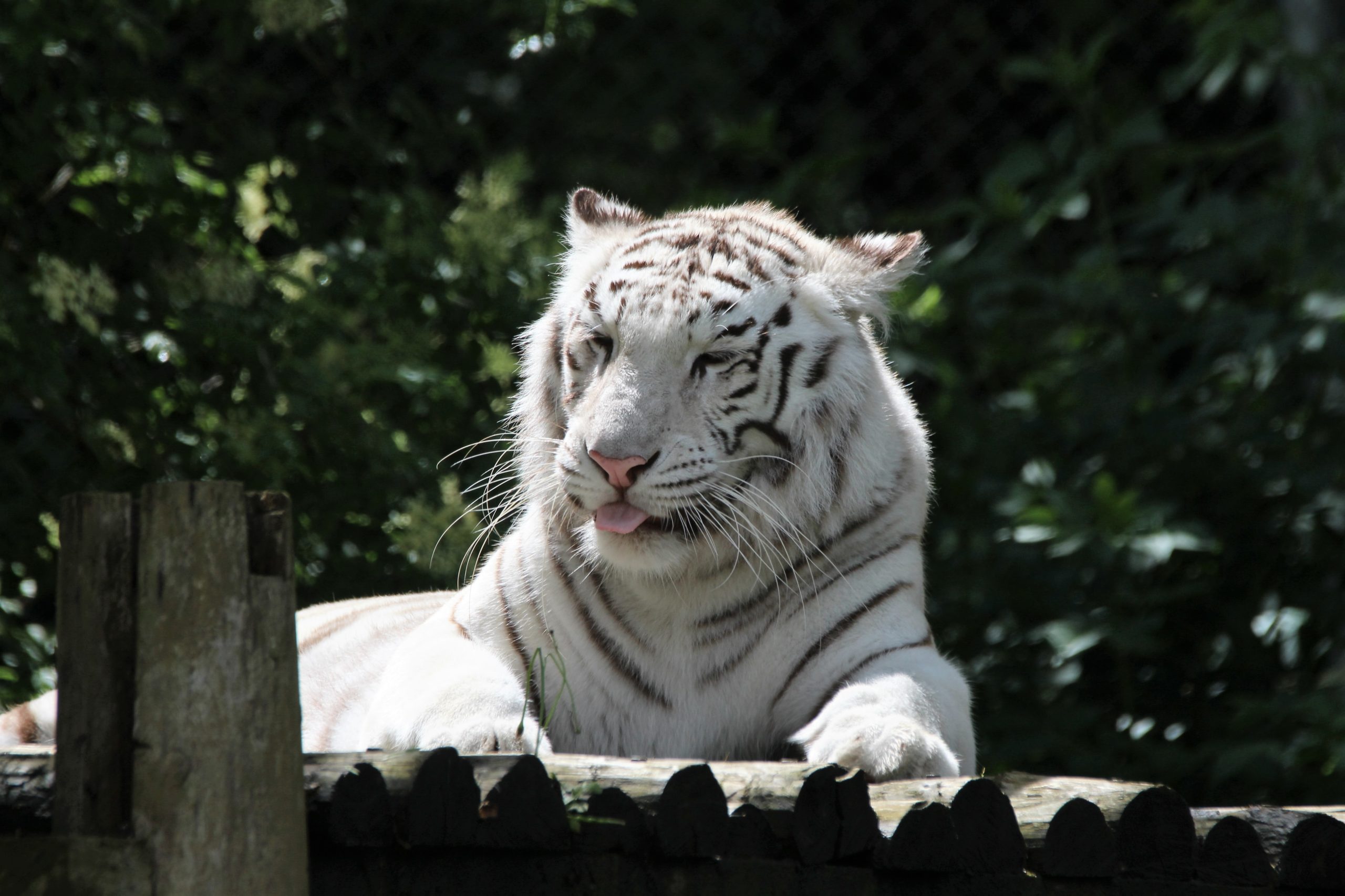 Tigre blanc