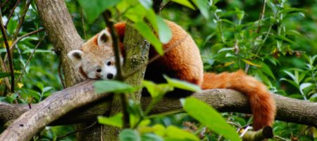 Nouveauté 2009 Les petits pandas de Chine