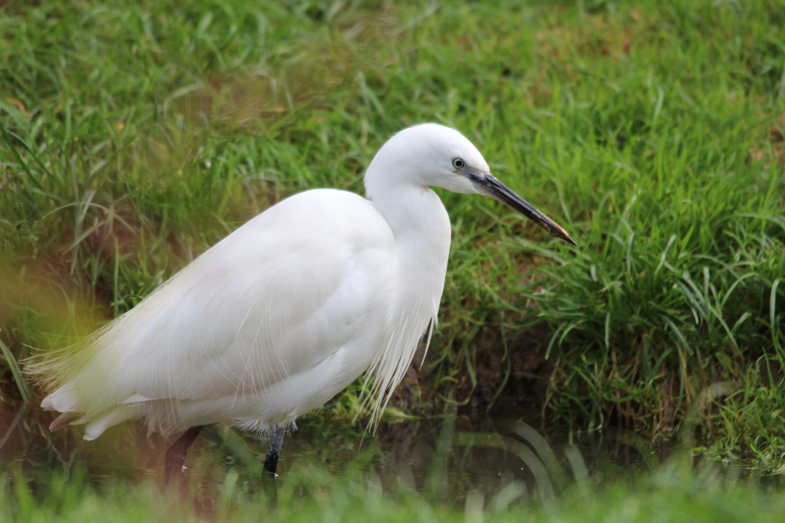 L'aigrette garzette - Zoo parc de Tregomeur : proche St Brieuc en Bretagne