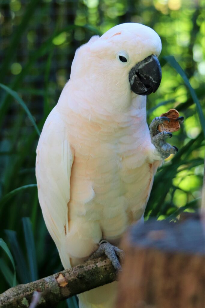 Préservation - œufs et reproduction - Le Parc des oiseaux