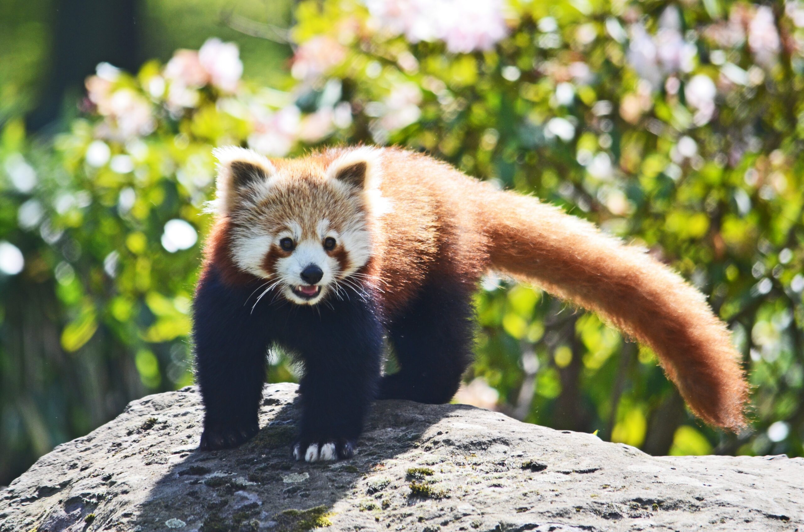 Le petit panda de Chine - Zoo parc de Tregomeur : proche St Brieuc en  Bretagne