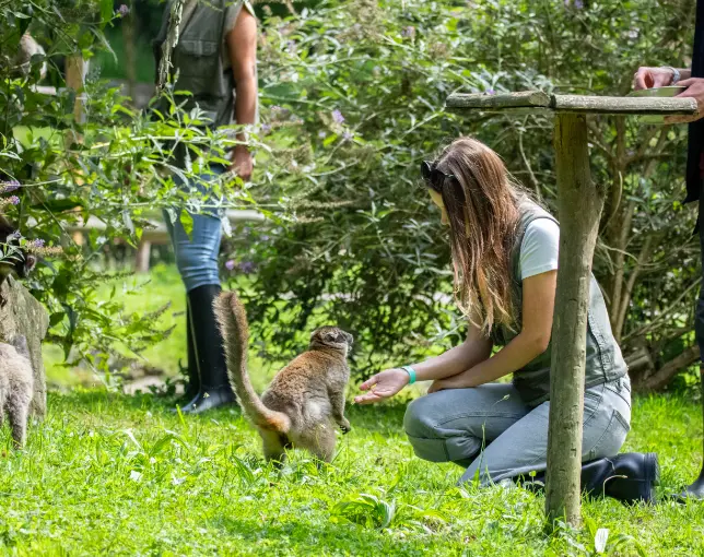 Participante accroupie nourrissant un lémurien dans son enclos