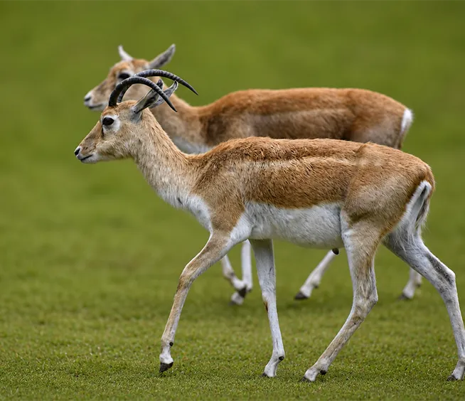 Blackbuck