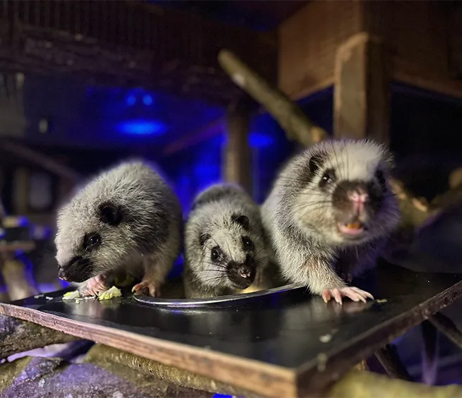 Cloud rat