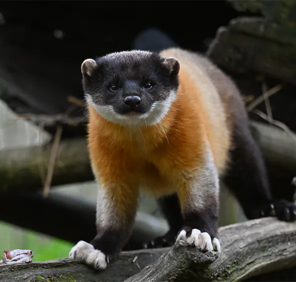 Yellow-throated marten