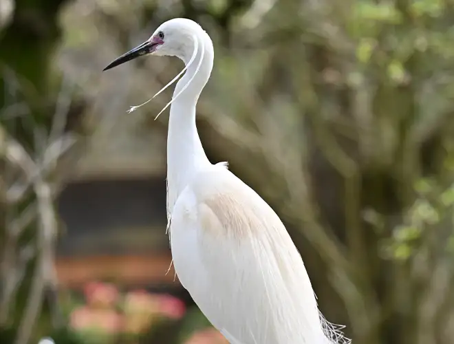 Aigrette garzette au long cou, bec noir et plumes blanches devant la végétation