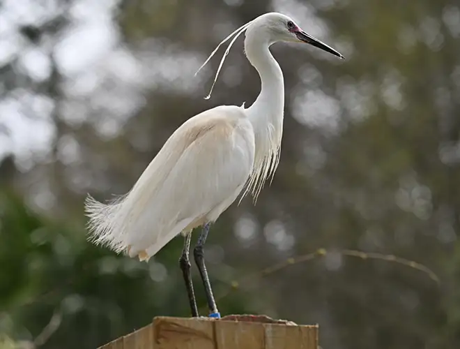 Aigrette garzette perchée sur un poteau en bois, aigrettes nuptiales visibles sur la nuque