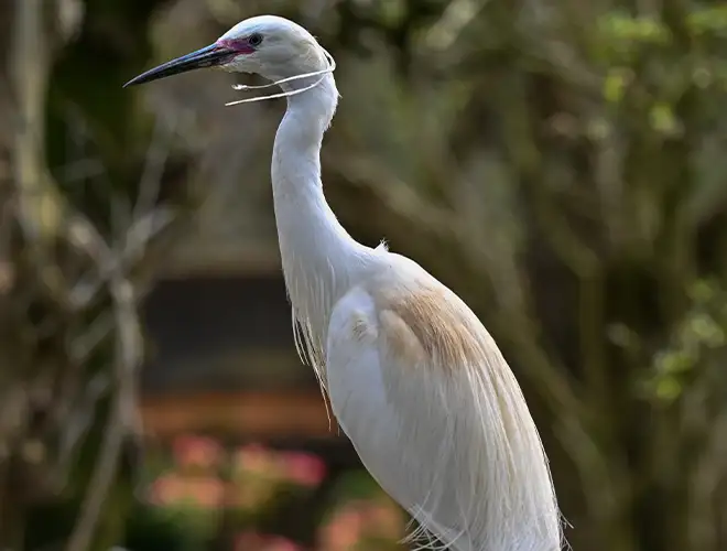 Aigrette garzette au plumage blanc, bec ouvert, devant un fond vert