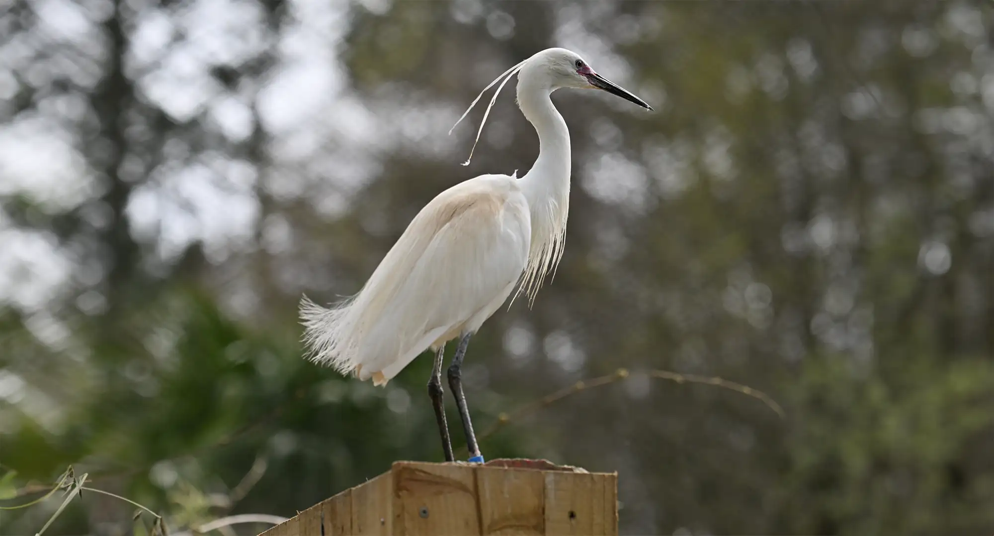 Aigrette garzette perchée sur un poteau en bois au milieu de la végétation