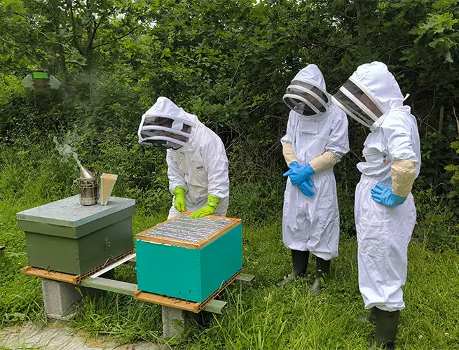 Trois personnes en combinaison d'apiculteur près de ruches turquoise lors d'une initiation à l'apiculture