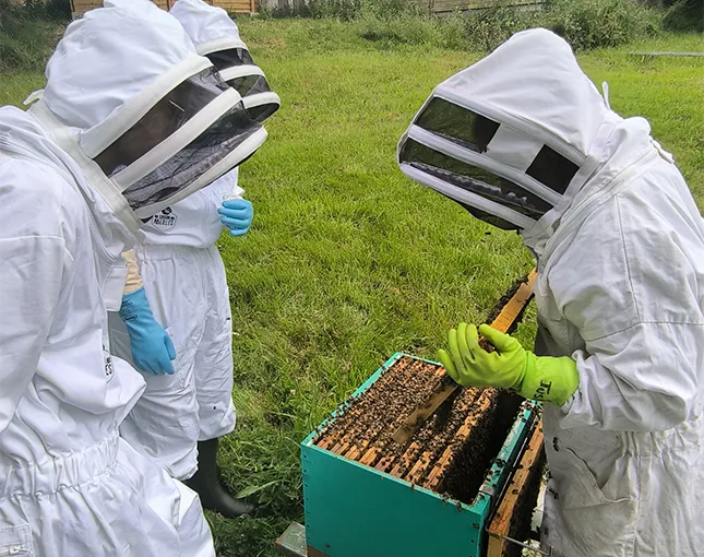 Visiteurs en tenue d'apiculteur observant les cadres d'une ruche ouverte dans un pré