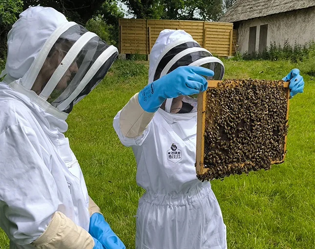 Visiteur en tenue d'apiculteur tenant un cadre de ruche couvert d'abeilles, gants bleus