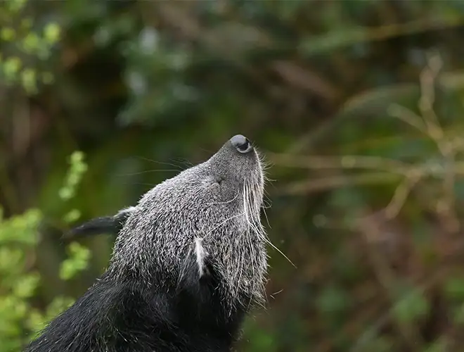 Binturong levant la tête, museau poilu et vibrisses blanches