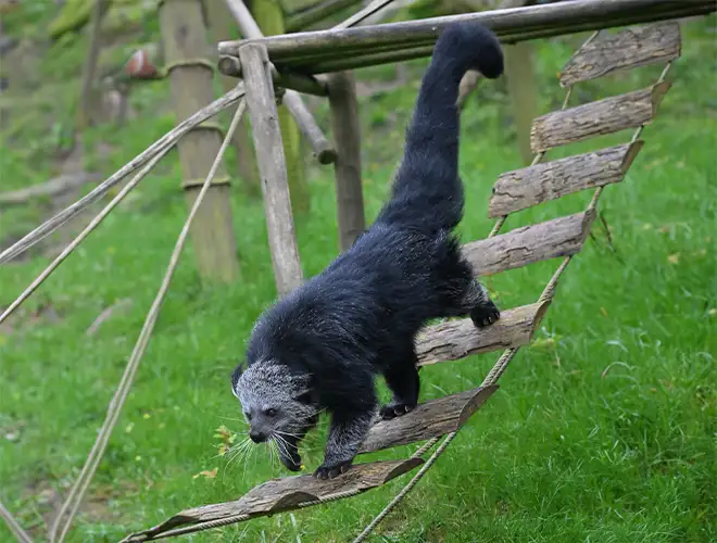 Binturong noir descendant une échelle en bois dans son enclos herbeux