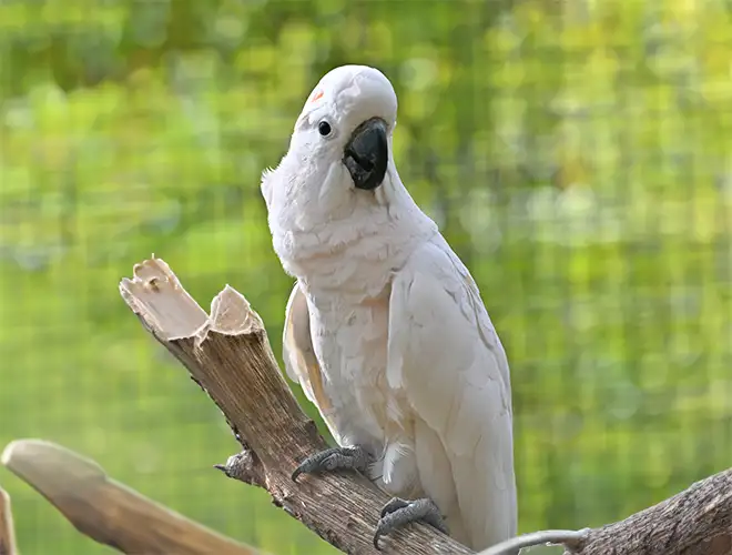 Cacatoès blanc perché sur une branche coupée devant un grillage