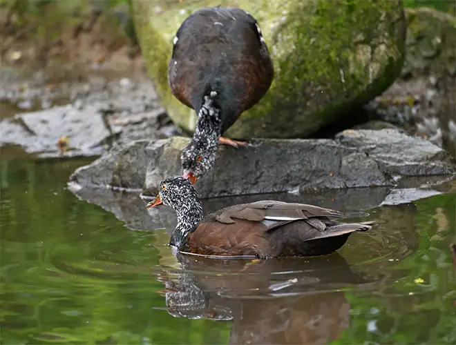 Canards à ailes blanches au bord d'un étang, l'un perché sur un rocher couvert de mousse