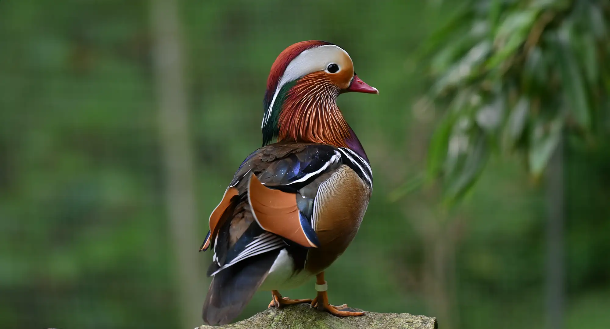 Canard mandarin mâle au plumage coloré perché sur une pierre devant un fond vert