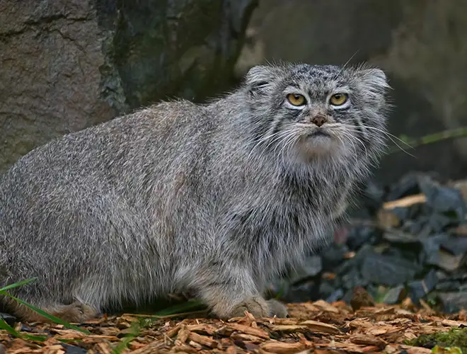 Chat de Pallas au pelage gris dense, assis près de rochers, regard intense