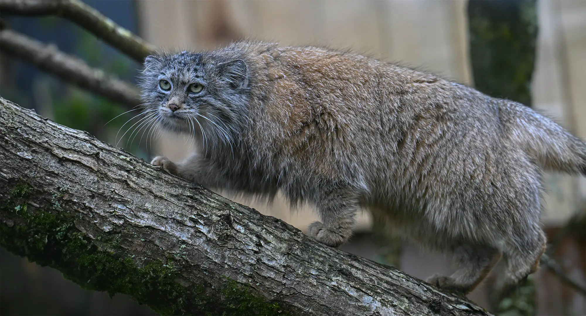 Chat de Pallas au pelage gris marchant sur un tronc d'arbre incliné