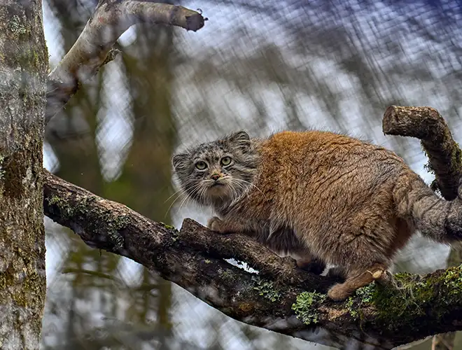 Chat de Pallas au pelage roux sur une branche mousseuse dans son enclos