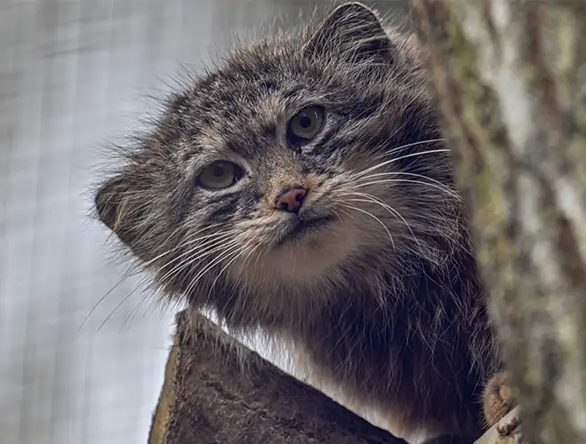 Chat de Pallas derrière un tronc, yeux clairs et moustaches visibles