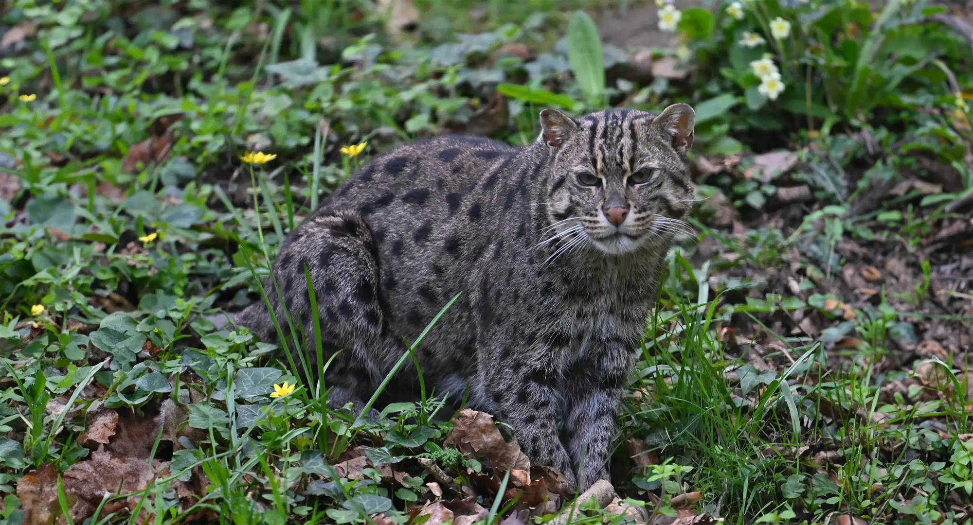 Chat pêcheur au pelage tacheté assis dans l'herbe parsemée de fleurs jaunes