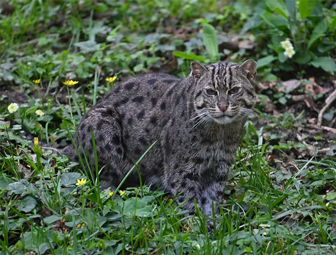 Chat pêcheur au pelage tacheté dans la végétation fleurie