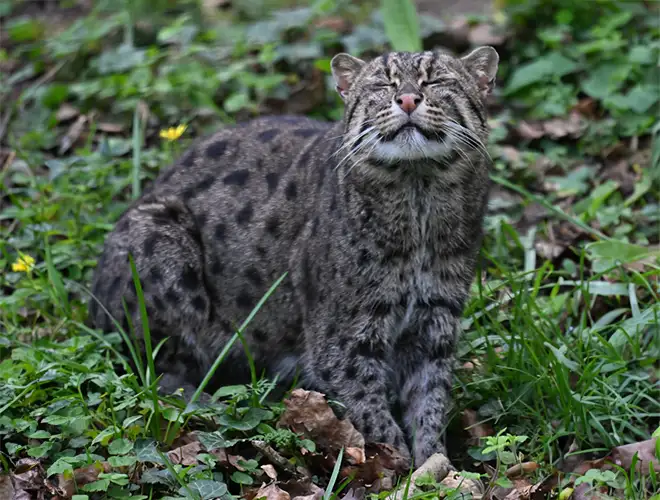 Chat pêcheur levant la tête, assis dans l'herbe et les feuilles