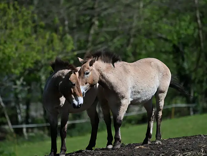 Deux chevaux de Przewalski têtes rapprochées sur un monticule de terre