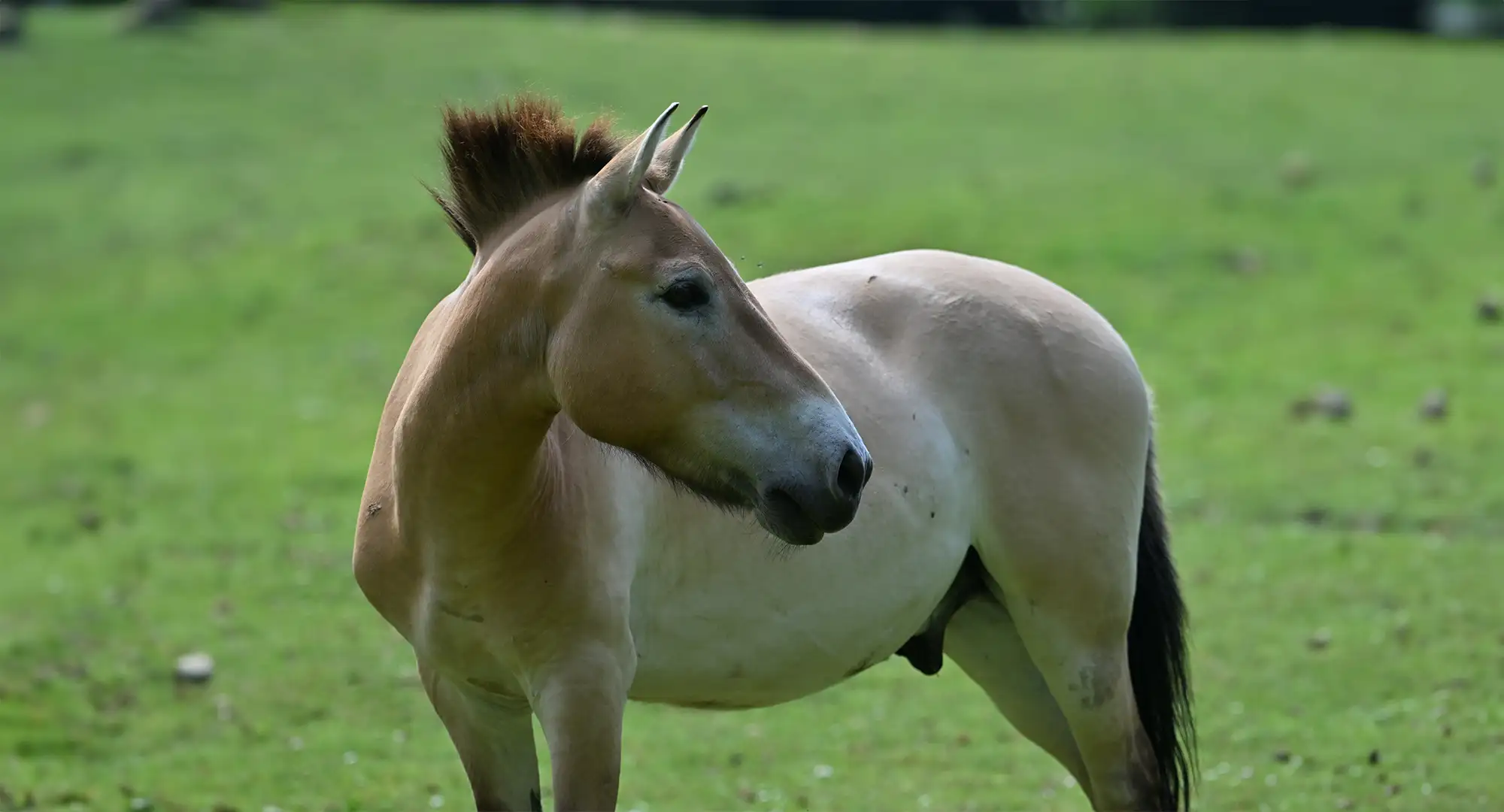 Cheval de Przewalski à la crinière dressée dans une prairie