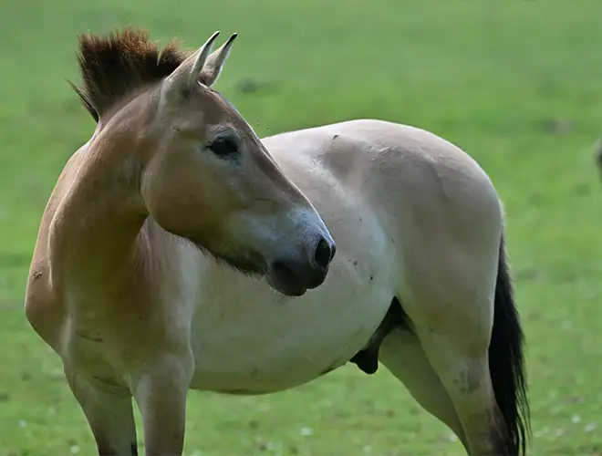 Cheval de Przewalski à la robe beige et à la crinière brune