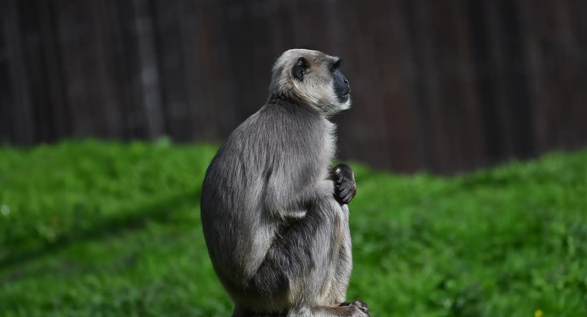 Entelle gris assis devant une pelouse verte et une palissade en bois