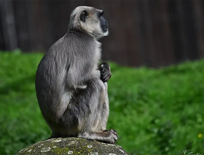 Entelle assis sur un rocher, regardant au loin devant un fond de verdure
