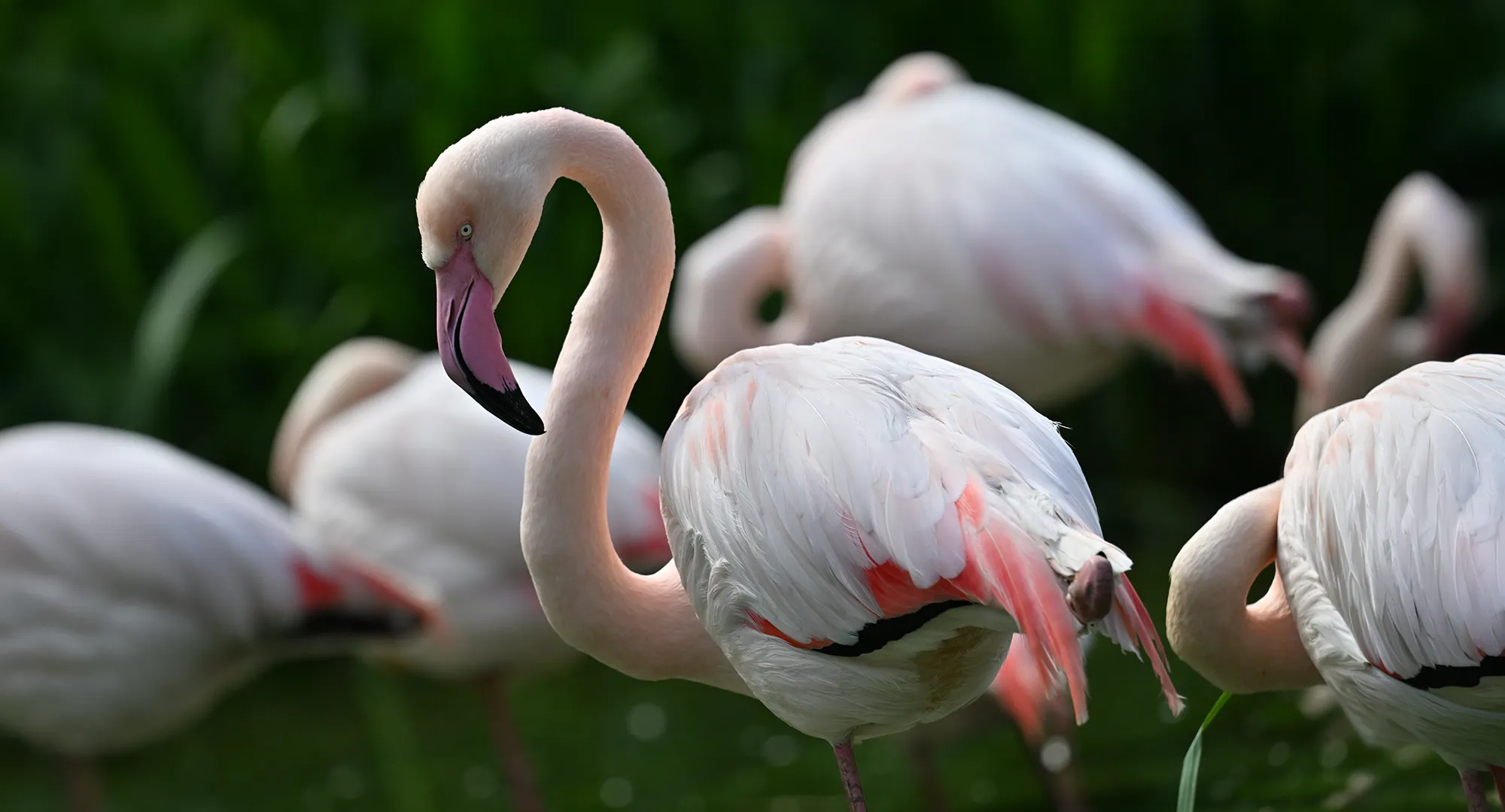 Groupe de flamants roses debout dans l'eau, l'un au cou recourbé