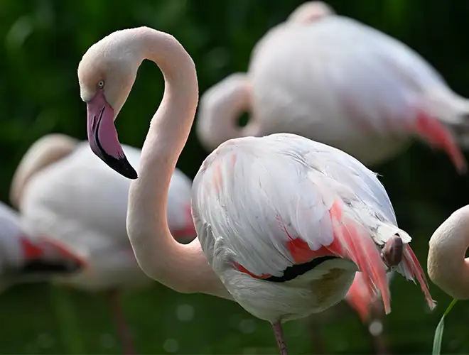 Flamant rose au long cou courbé, entouré d'autres flamants roses