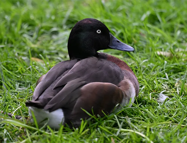 Canard au plumage brun foncé et à la tête noire, posé dans l'herbe