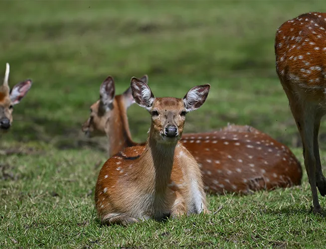 Cerfs tachetés au repos dans une prairie, dont un jeune