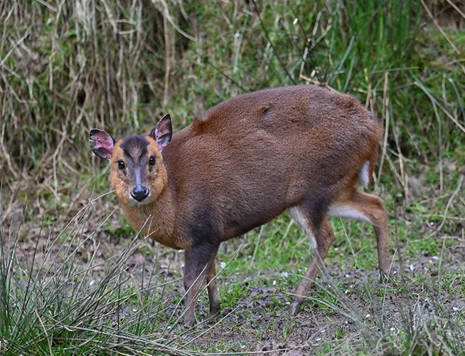 Muntjac au pelage roux marchant sur un sol herbeux