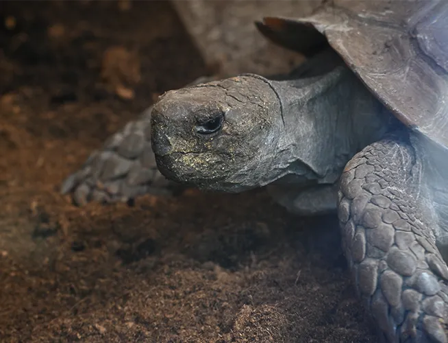 Tortue géante et sa carapace sur un sol de terre sombre