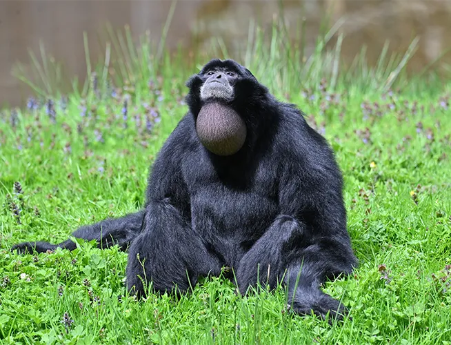 Siamang noir assis dans l'herbe, sac gulaire gonflé sous le menton