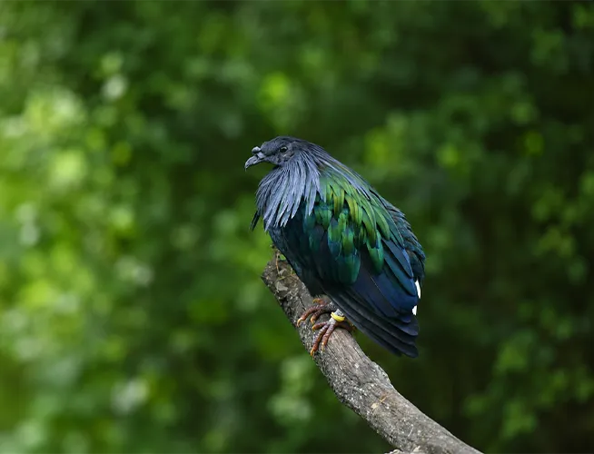 Pigeon de Nicobar aux reflets verts et bleus perché sur une branche