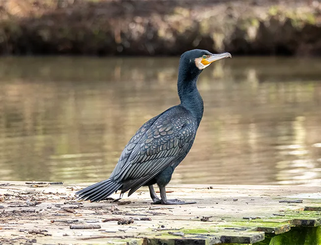 Cormoran noir debout sur un ponton en bois au bord de l'eau