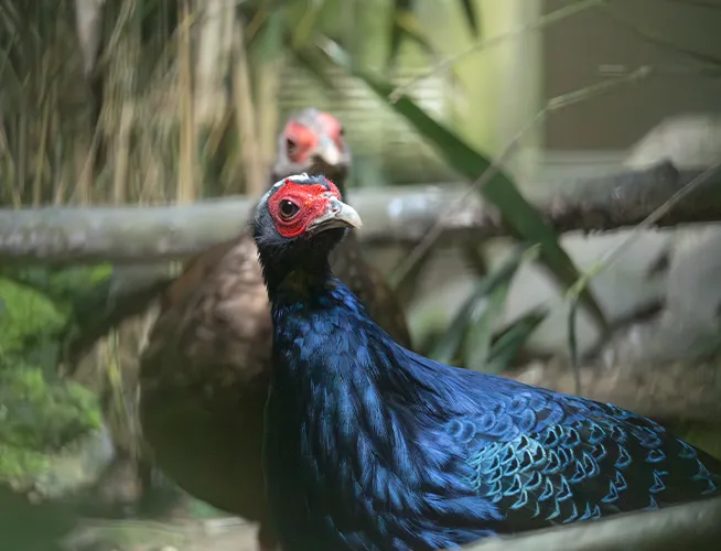 Faisan à joues rouges au plumage bleu nuit dans une volière