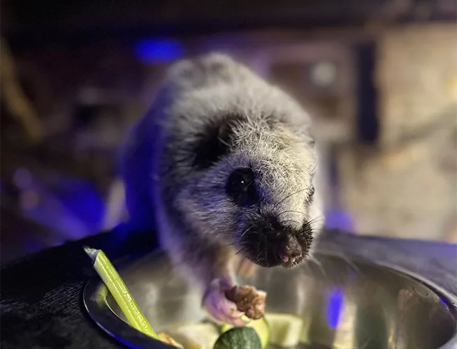 Petit mammifère nocturne au pelage clair mangeant dans une gamelle, éclairage bleuté