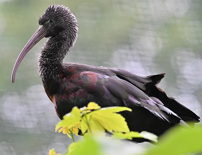 Ibis au plumage sombre et au long bec courbé, perché derrière des feuilles jaunes
