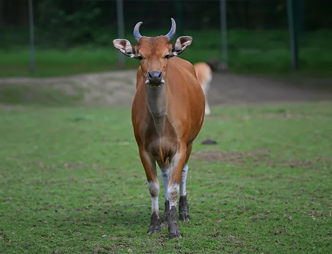 Banteng au pelage roux et aux cornes courtes, debout sur l'herbe