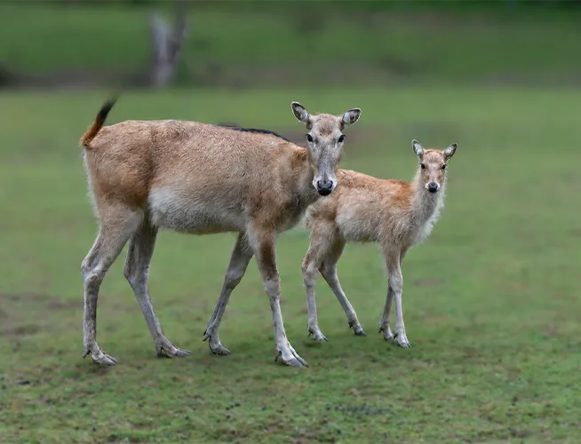 Cerf de Thorold et son faon marchant côte à côte sur une pelouse